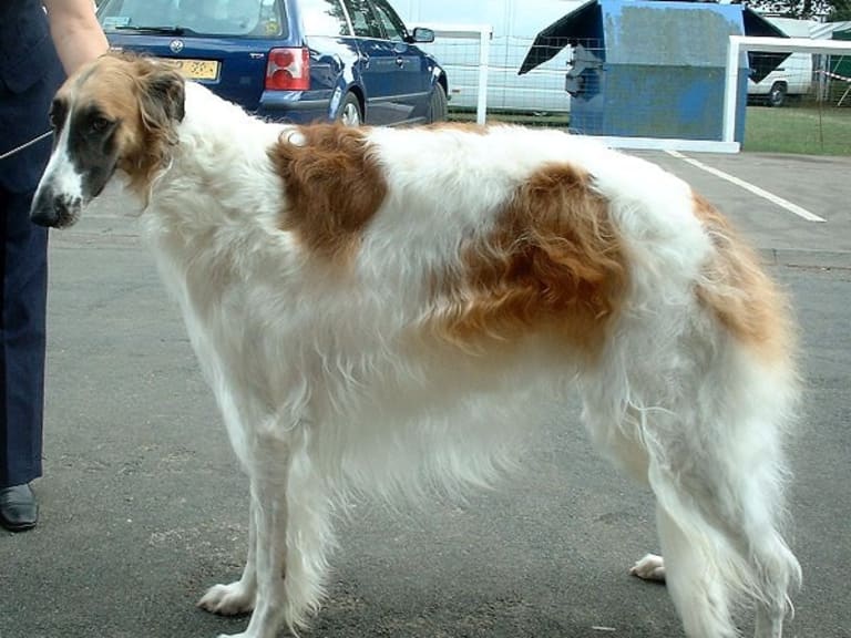 Borzoi