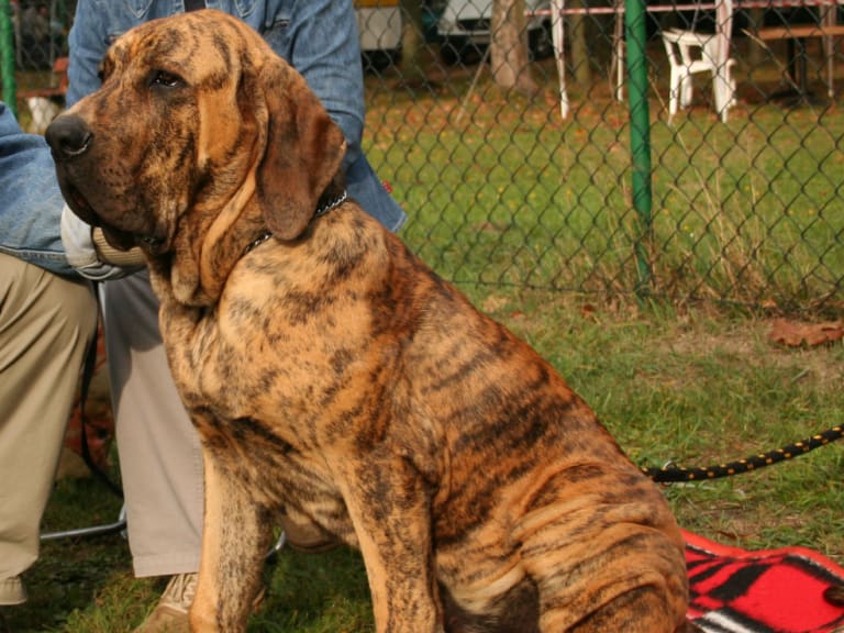 Fila brasileiro