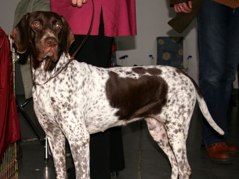 Gammel dansk hønsehund
