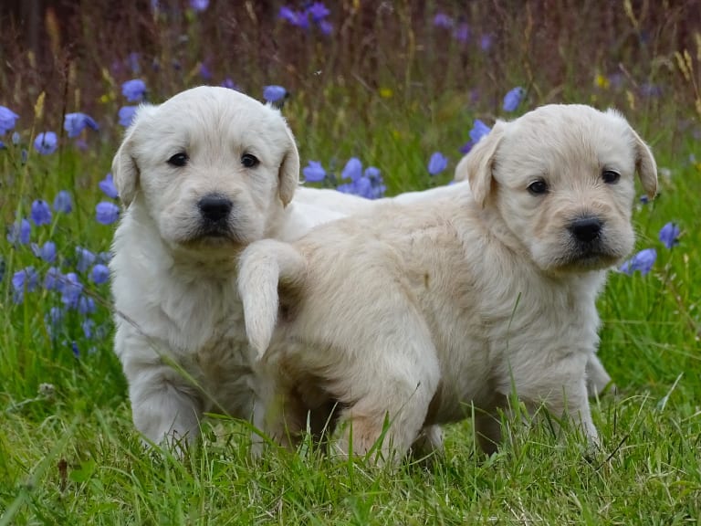 Labradoodle · överkalix · Humlehjarta