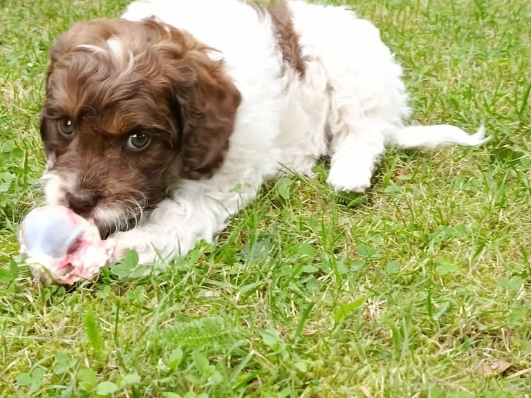 Cockerpoo · Hjortkvarn · Hjortkvarns Cavapoo