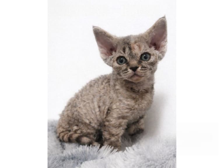 Devon Rex