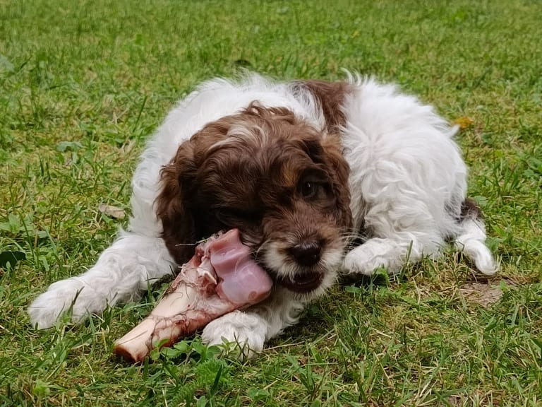 Cockerpoo · Hjortkvarn · Hjortkvarns Cavapoo