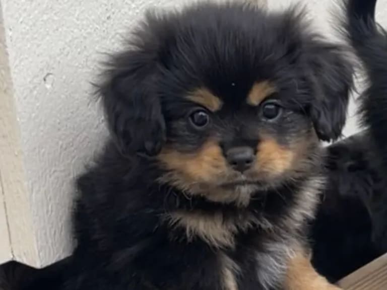 Cavalier king charles spaniel