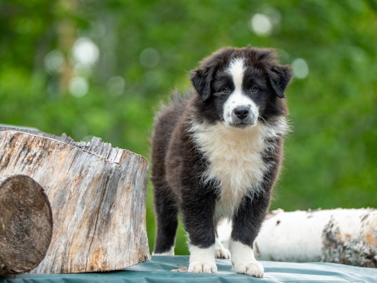 Australian shepherd