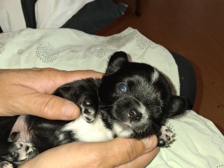 Chihuahua · Högsäter · Peter Segerberg