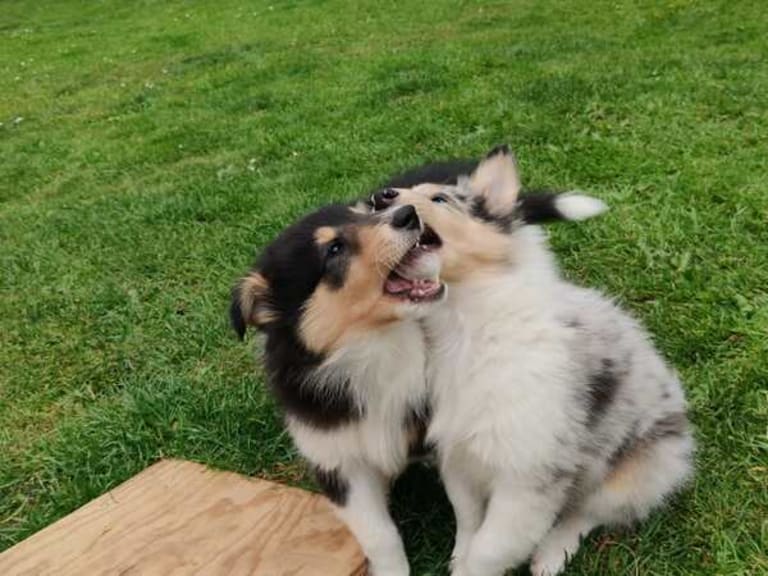 Collie · Give · Ladias Dream Collies