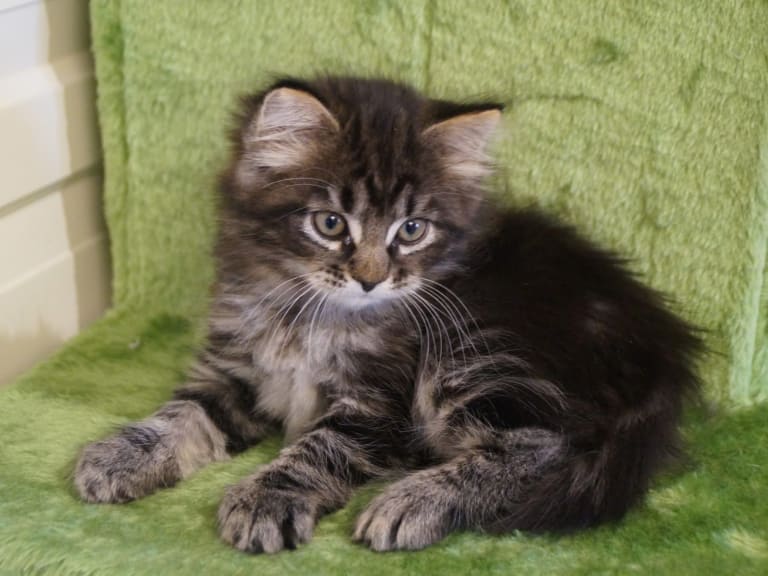 Sibirisk katt