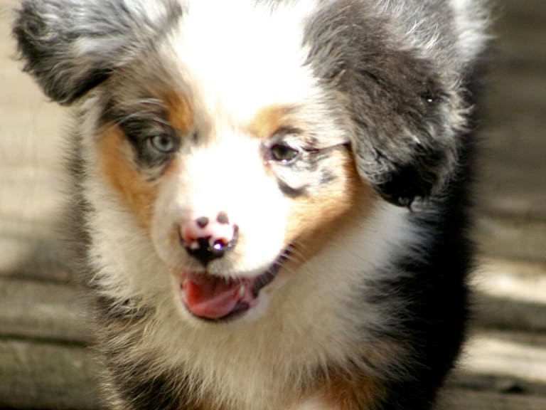 Australian shepherd