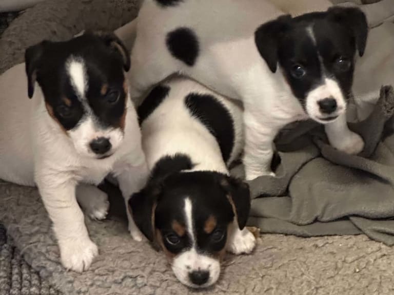 Jack russell terrier · Knivsta · Limelight Kennels