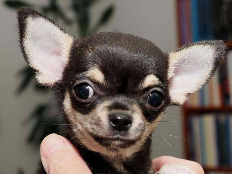 Chihuahua · Umeå · Alfachis