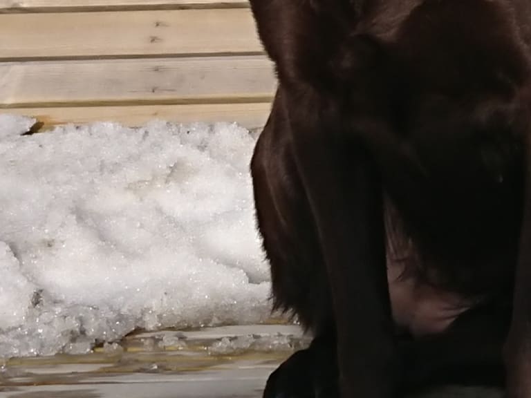 Labrador retriever · Örsundsbro · Storåns kennel