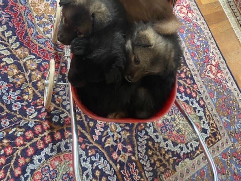 Finsk lapphund · Vallentuna · Bibbi Ranevad