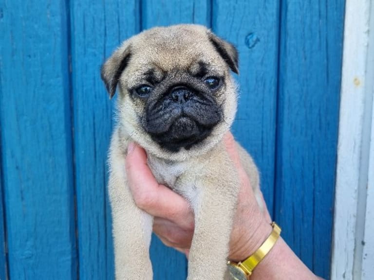 Mops