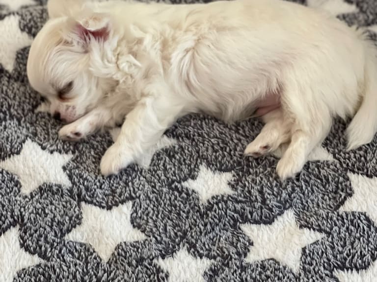 Chihuahua · Norrköping · Tettchi's