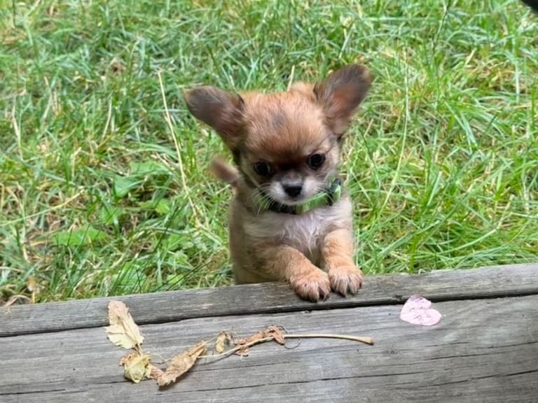 Chihuahua · Sundbyberg · Chizabella