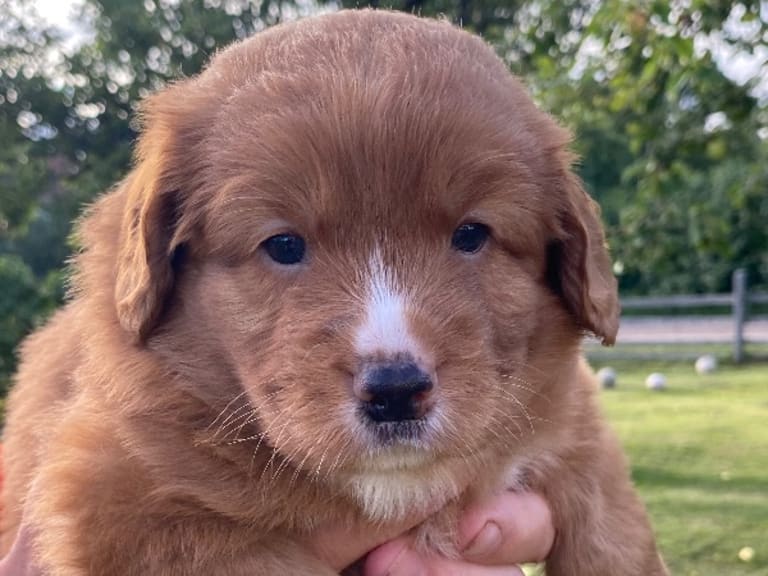 Nova scotia duck tolling retriever · Oskarshamn · Wassaya's