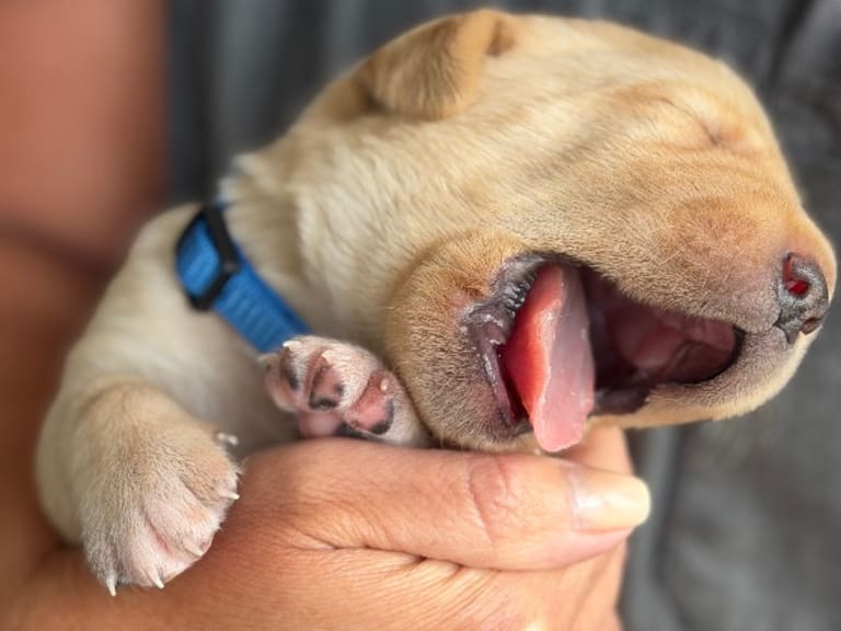 Labrador retriever · Enviken · Tyskgårdens