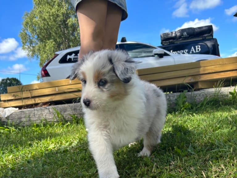 Australian shepherd