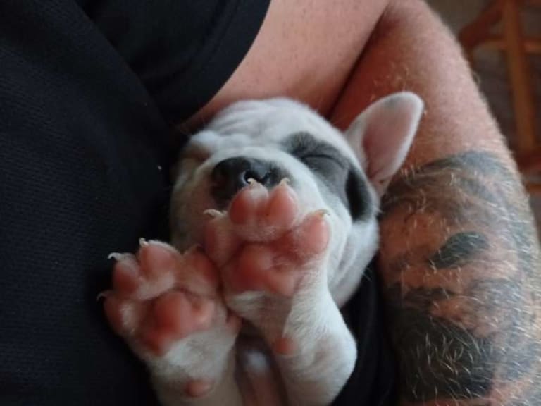 American bully x amstaff · Bjurholm · Leia R.