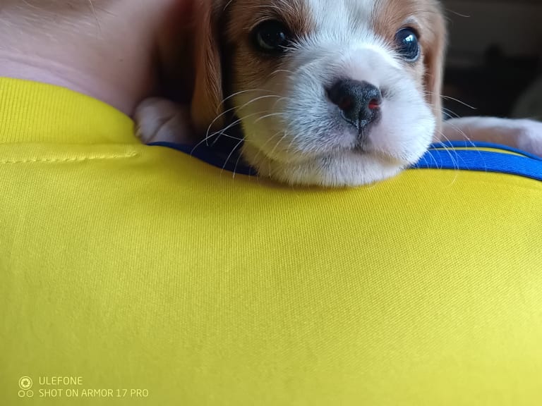 Cavalier king charles spaniel