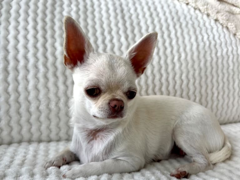 Chihuahua