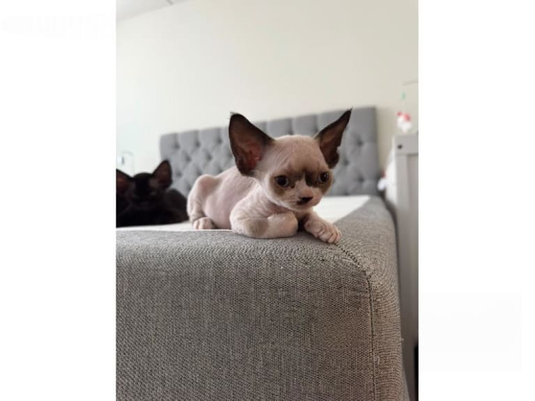 Devon Rex