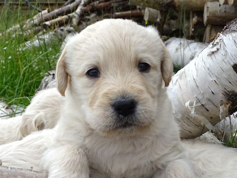 Labradoodle · överkalix · Humlehjarta