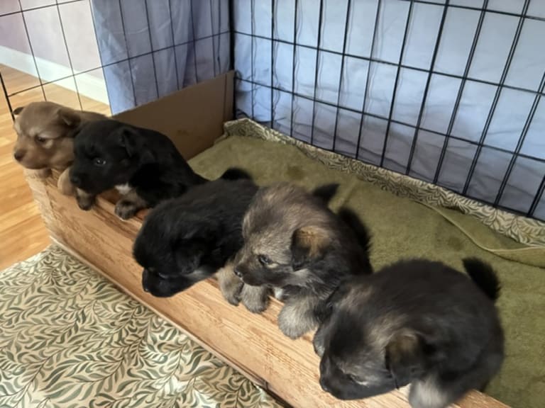 Finsk lapphund · Vallentuna · Bibbi Ranevad