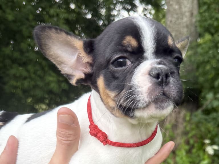 Fransk bulldog