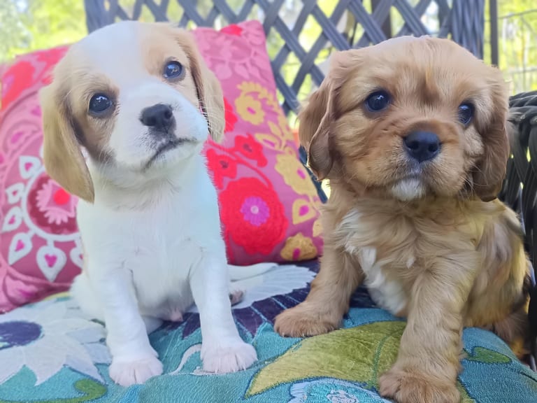 Cavalier king charles spaniel