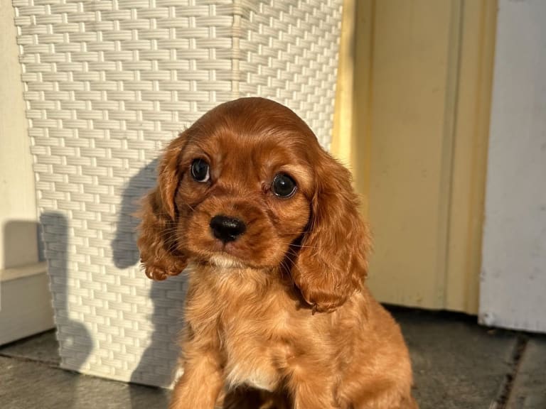Cavalier king charles spaniel