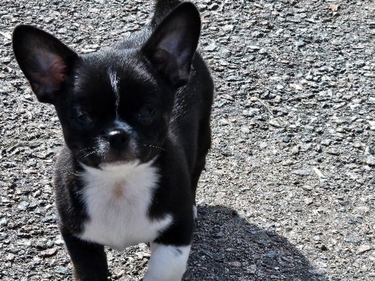 Chihuahua · Tärnsjö · Grankullaviks
