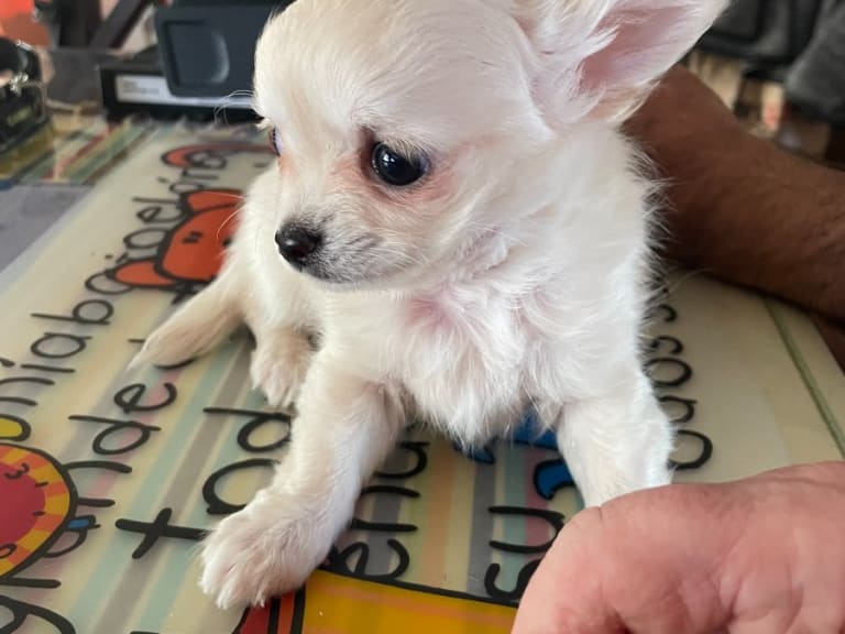 Chihuahua