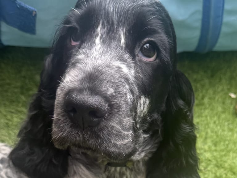 Cocker spaniel
