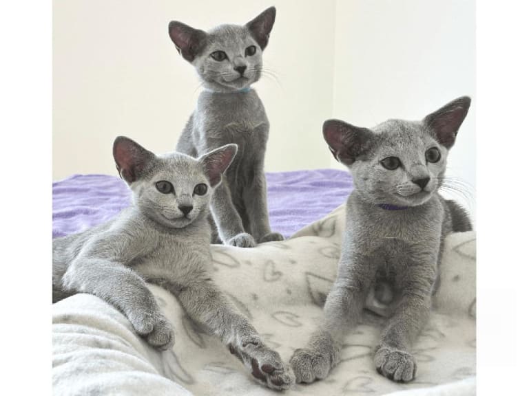 Russian Blue