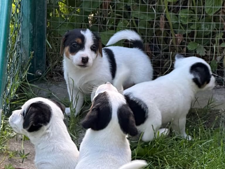 Jack russell terrier · Knivsta · Limelight Kennels
