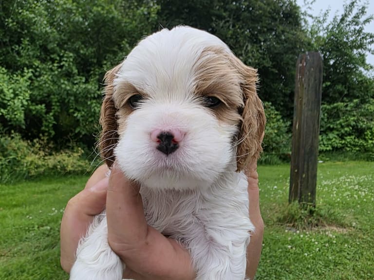 Amerikansk cockerspaniel Kavaljer King Charles Spaniel · Lövstabruk · Irene M.