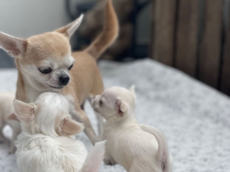 Chihuahua · Norrköping · Tettchi's