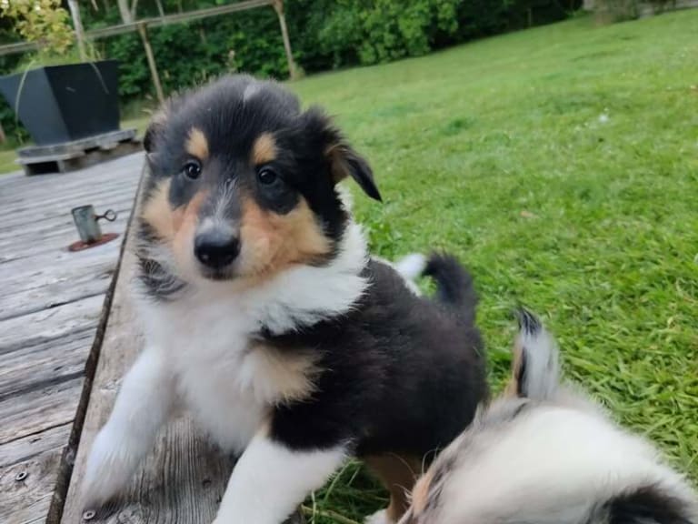 Collie · Give · Ladias Dream Collies