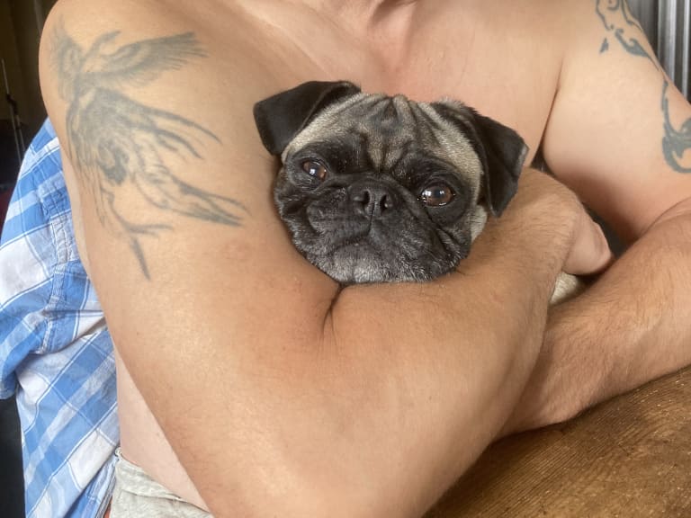 Mops