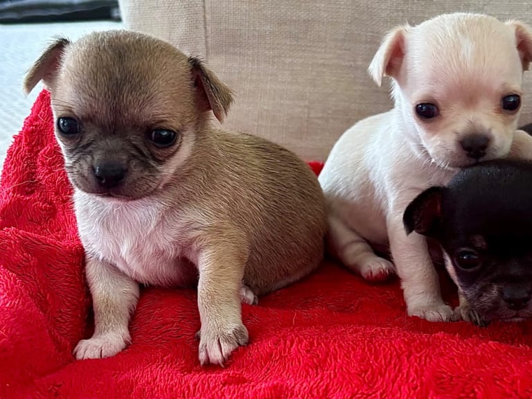 Chihuahua · Västra frölunda · My precious