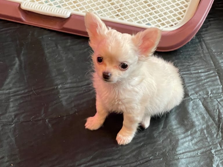 Chihuahua