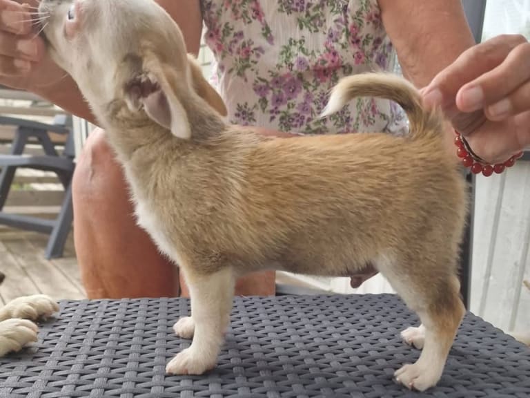 Chihuahua · Hindås · Gyllen Tass