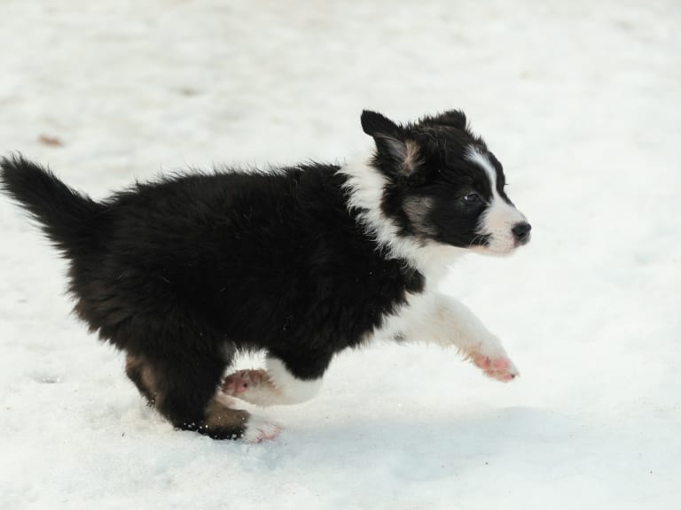 Australian shepherd