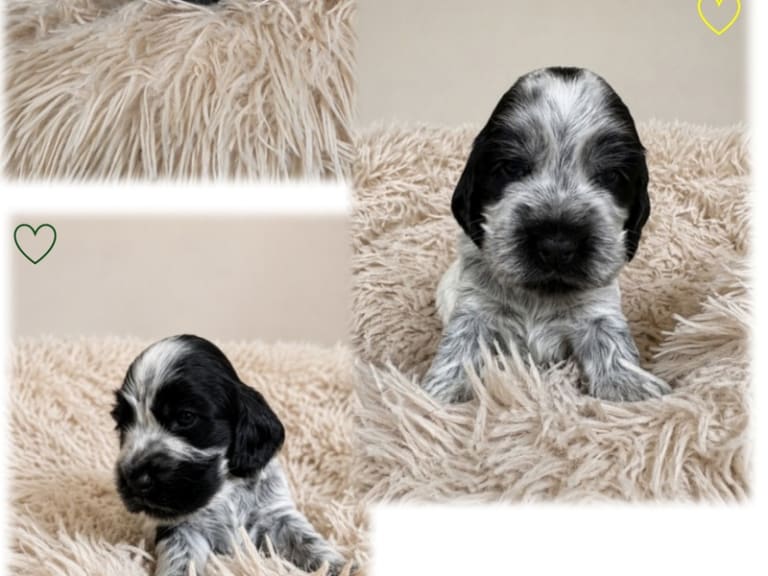 Cocker spaniel · Bredebro · Nina Nagel Bruun Nielsen