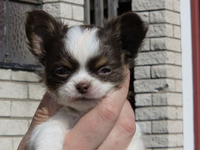 Chihuahua · Bromölla · Aniara's Majestic