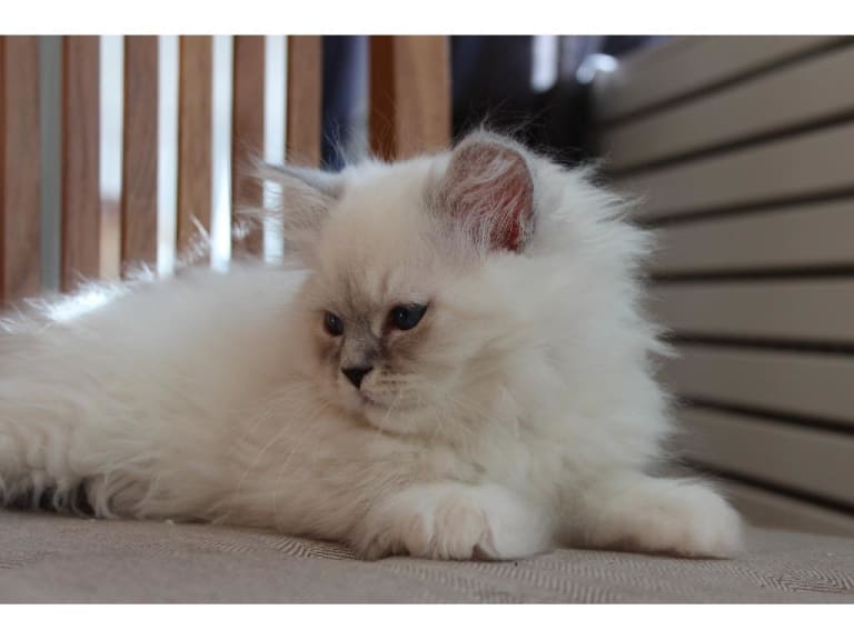 Sibirisk katt