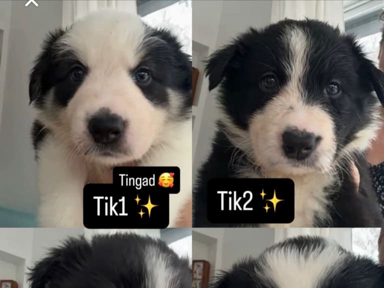 Border collie