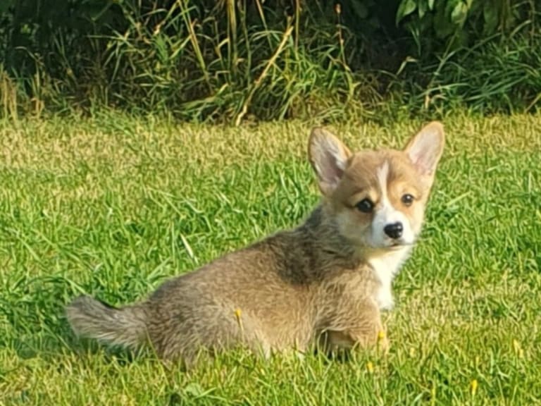 Welsh corgi pembroke · årjäng · Qashiwas